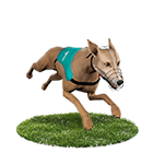 百家樂體驗金娛樂城白金賽狗